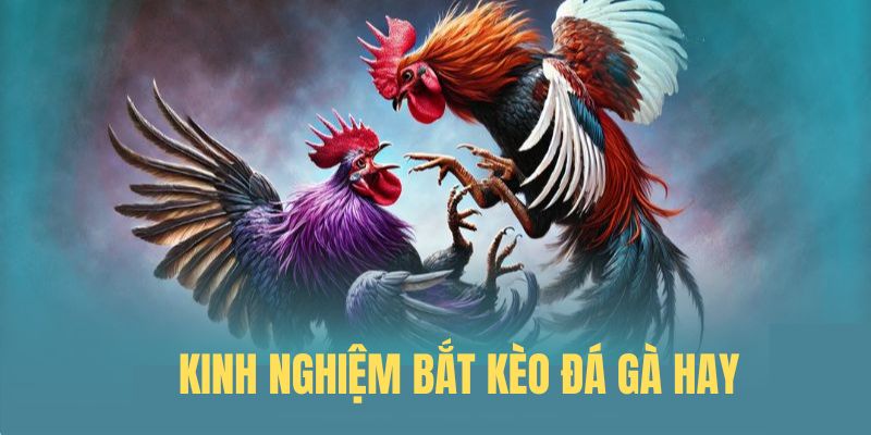 Kinh nghiệm bắt kèo đá gà chuẩn cho kê thủ